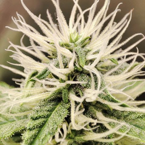 Mandarine Cream Auto growlog timeline photo