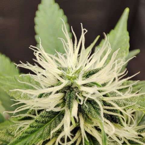 Mandarine Cream Auto growlog timeline photo