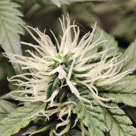 Mandarine Cream Auto growlog timeline photo