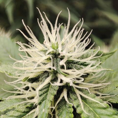 Mandarine Cream Auto growlog timeline photo