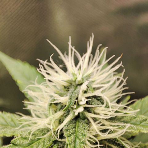 Mandarine Cream Auto growlog timeline photo