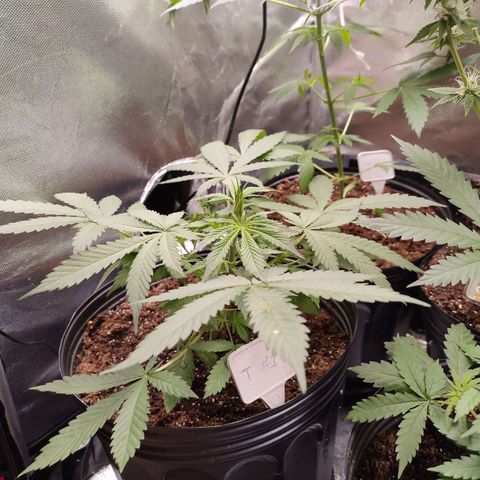 Black Dom XXL Auto growlog timeline photo