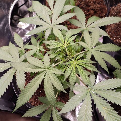 Black Dom XXL Auto growlog timeline photo