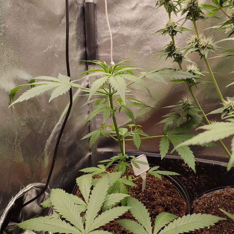 Black Dom XXL Auto growlog timeline photo