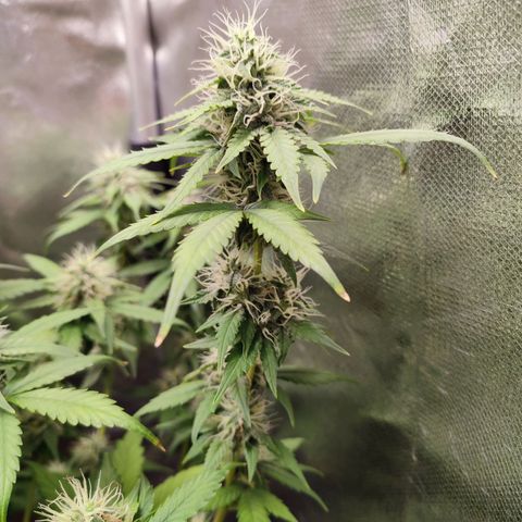 Mandarine Cream Auto growlog timeline photo