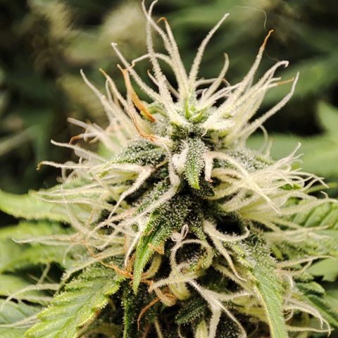 Mandarine Cream Auto growlog timeline photo