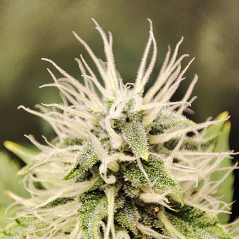 Mandarine Cream Auto growlog timeline photo