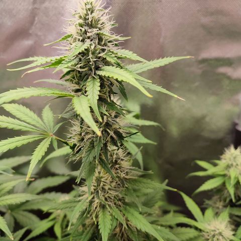 Mandarine Cream Auto growlog timeline photo