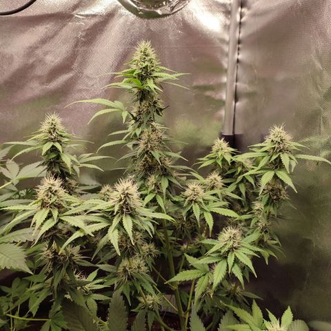 Mandarine Cream Auto growlog timeline photo