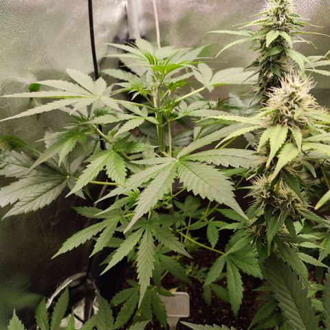 Black Dom XXL Auto growlog timeline photo