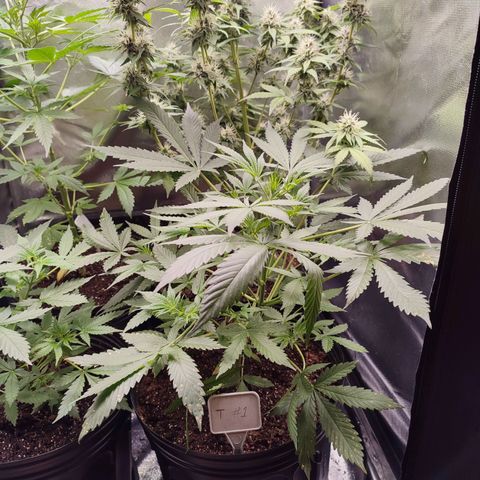Black Dom XXL Auto growlog timeline photo