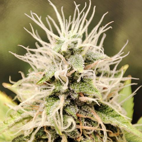 Mandarine Cream Auto growlog timeline photo