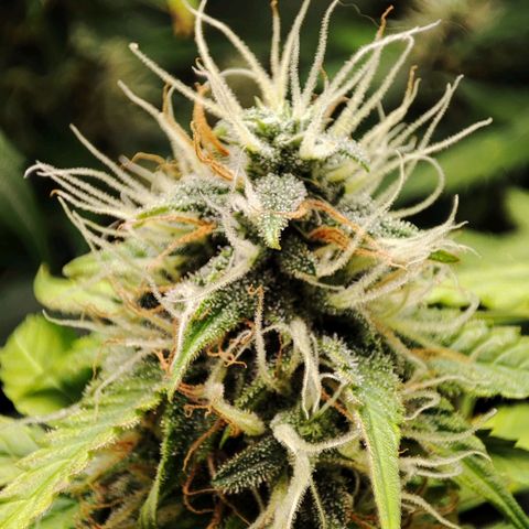 Mandarine Cream Auto growlog timeline photo