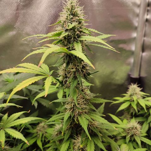 Mandarine Cream Auto growlog timeline photo