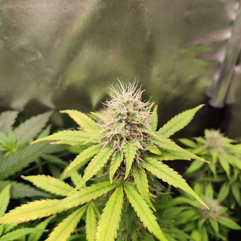 Mandarine Cream Auto growlog timeline photo