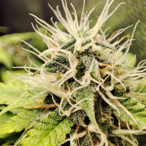 Mandarine Cream Auto growlog timeline photo