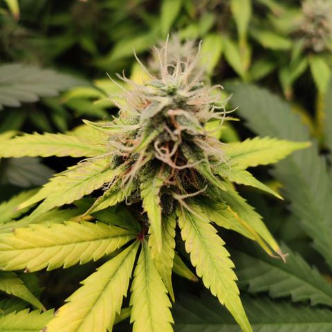 Mandarine Cream Auto growlog timeline photo