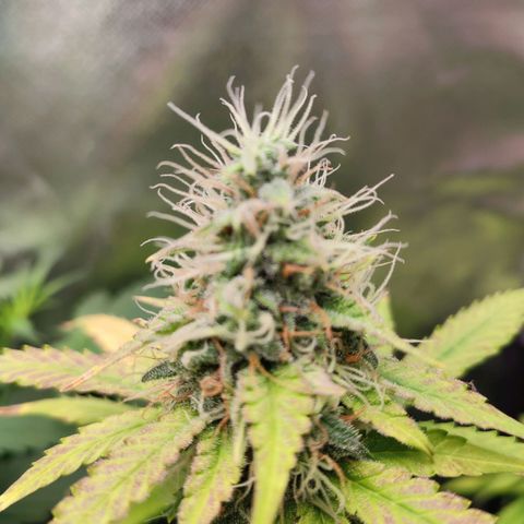 Mandarine Cream Auto growlog timeline photo