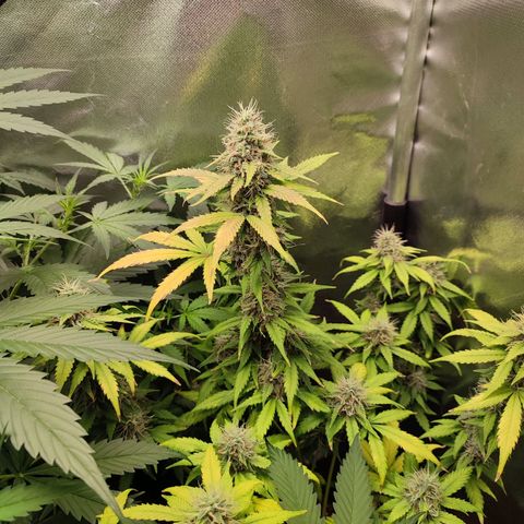 Mandarine Cream Auto growlog timeline photo