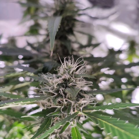 Black Dom XXL Auto growlog timeline photo
