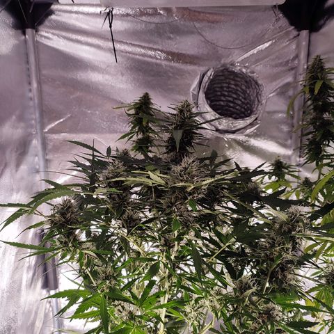 Black Dom XXL Auto growlog timeline photo