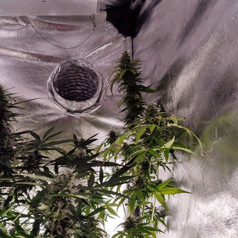 Black Dom XXL Auto growlog timeline photo