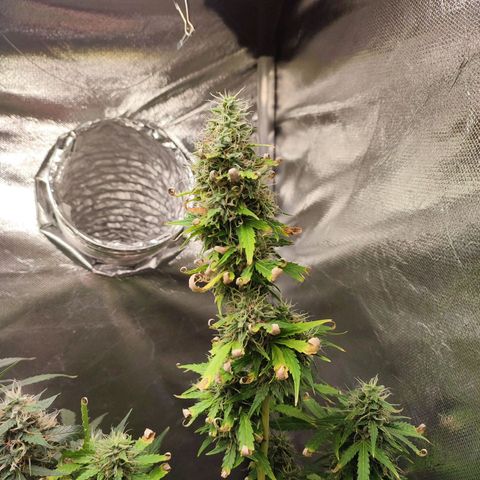 Black Dom XXL Auto growlog timeline photo