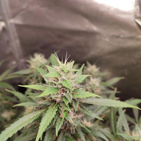 Black Dom XXL Auto growlog timeline photo