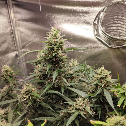 Black Dom XXL Auto growlog timeline photo