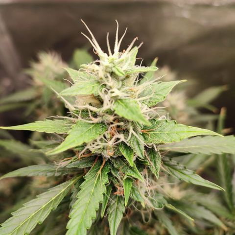 Black Dom XXL Auto growlog timeline photo