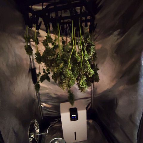 Black Dom XXL Auto growlog timeline photo