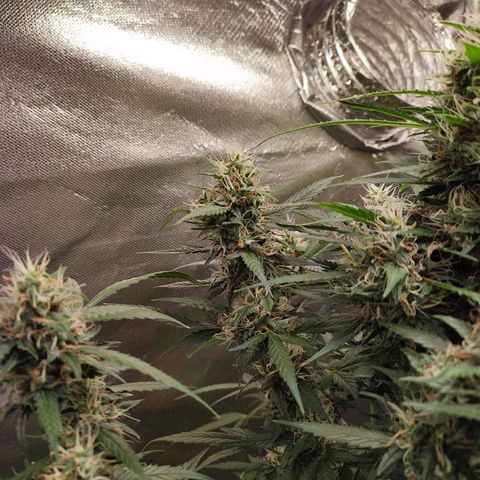 Black Dom XXL Auto growlog timeline photo