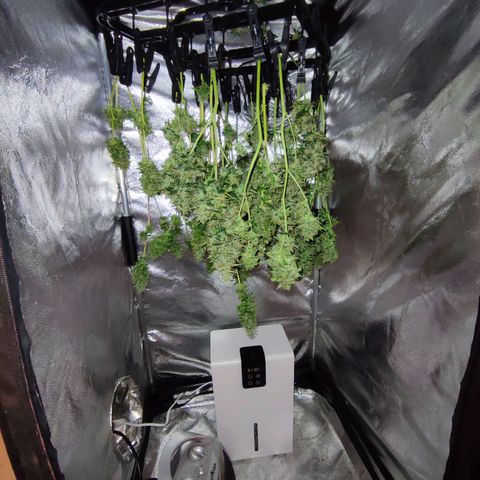 Black Dom XXL Auto growlog timeline photo
