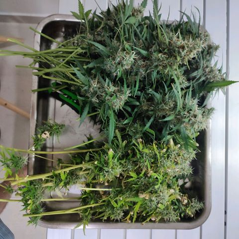 Black Dom XXL Auto growlog timeline photo