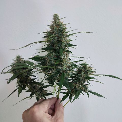 Black Dom XXL Auto growlog timeline photo