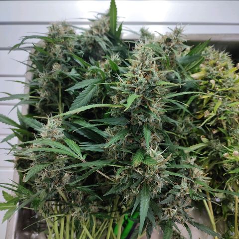 Black Dom XXL Auto growlog timeline photo
