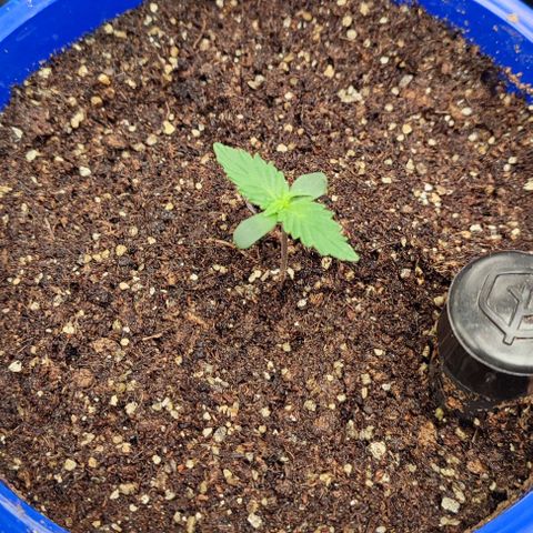 CBD Auto Blackberry Kush growlog timeline photo