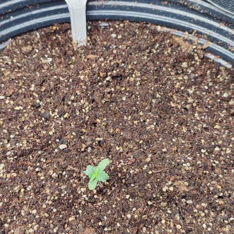 CBD Auto Blackberry Kush growlog timeline photo