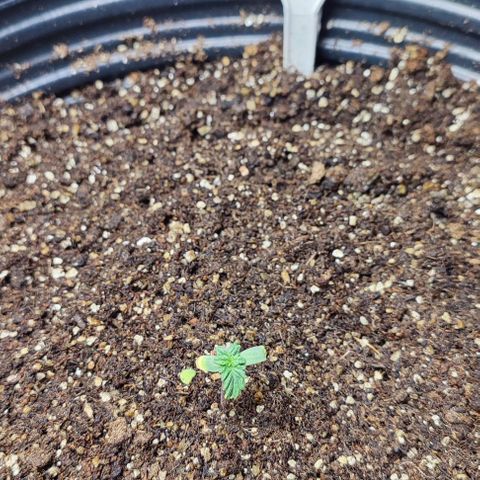 CBD Auto Blackberry Kush growlog timeline photo