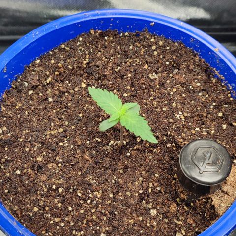 CBD Auto Blackberry Kush growlog timeline photo