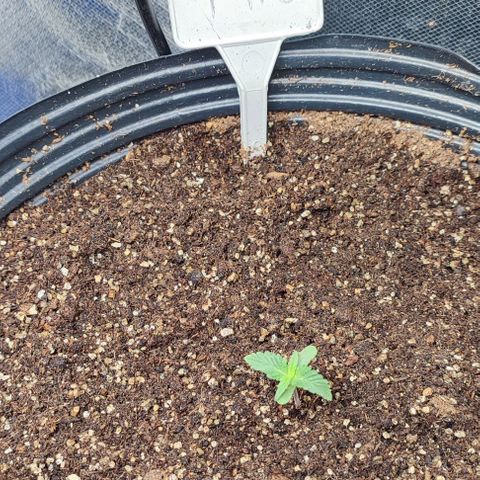 CBD Auto Blackberry Kush growlog timeline photo