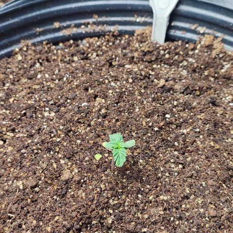 CBD Auto Blackberry Kush growlog timeline photo
