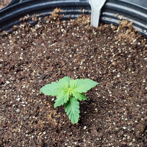 CBD Auto Blackberry Kush growlog timeline photo