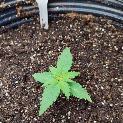 CBD Auto Blackberry Kush growlog timeline photo