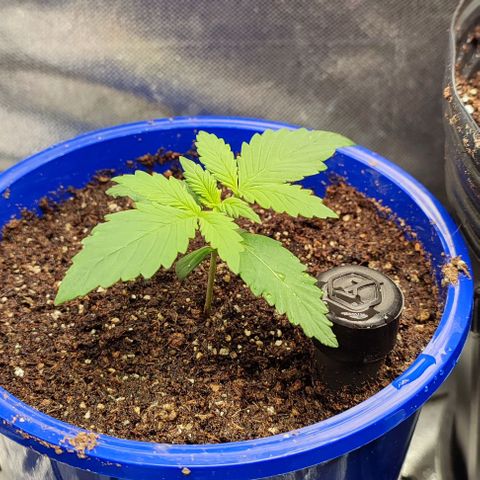 CBD Auto Blackberry Kush growlog timeline photo