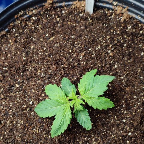 CBD Auto Blackberry Kush growlog timeline photo