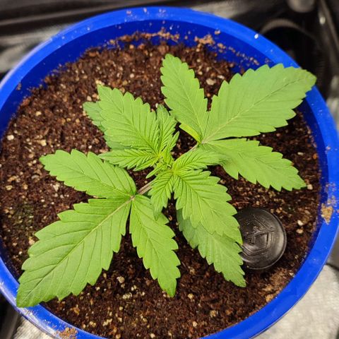 CBD Auto Blackberry Kush growlog timeline photo