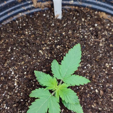CBD Auto Blackberry Kush growlog timeline photo