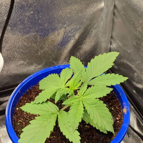 CBD Auto Blackberry Kush growlog timeline photo
