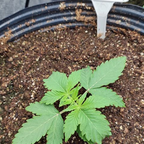 CBD Auto Blackberry Kush growlog timeline photo